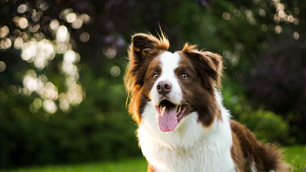 Border Collie. Photo by Anna Dudkova on Unsplash