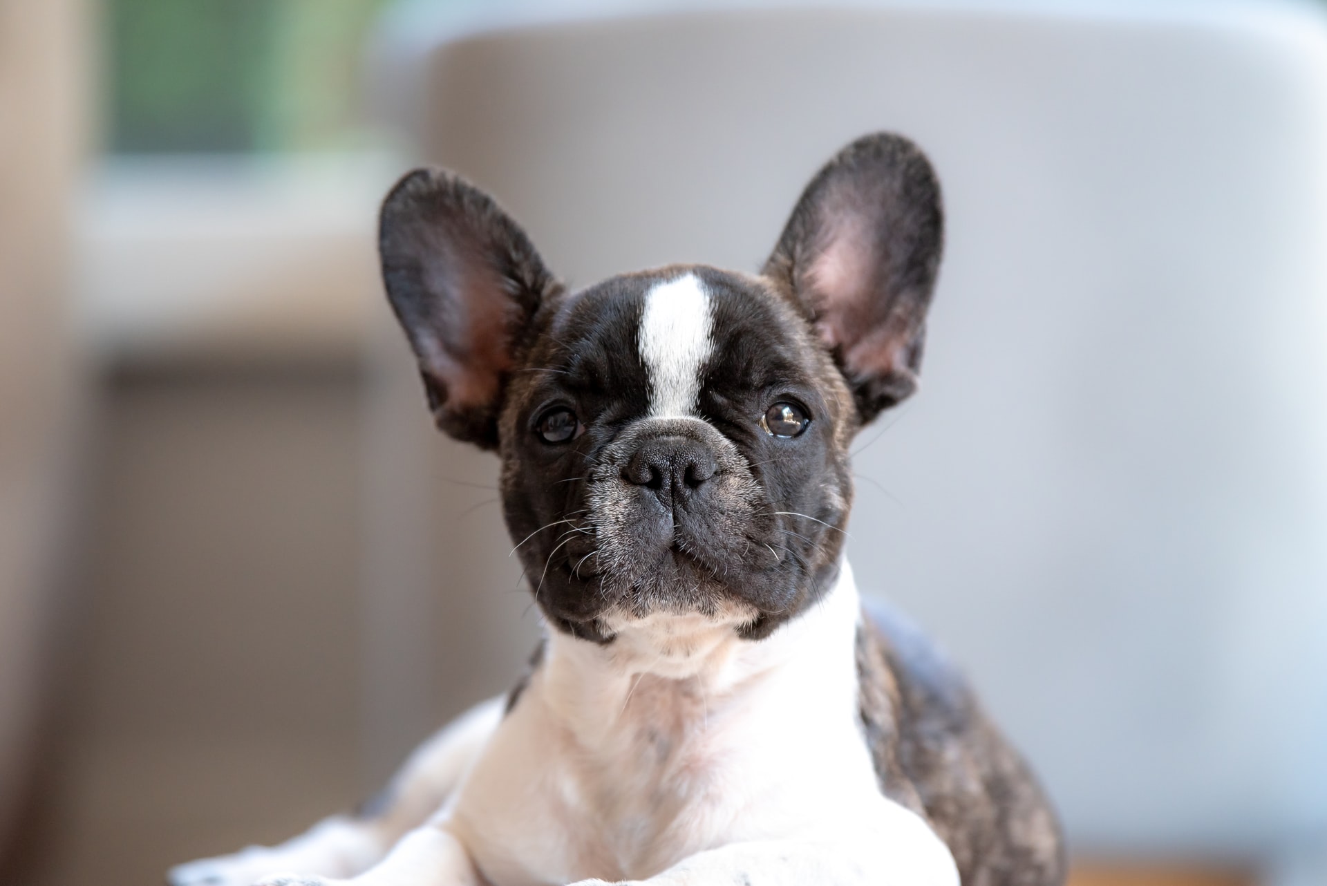 French Bulldog. Photo by Graham Holtschausen on Unsplash