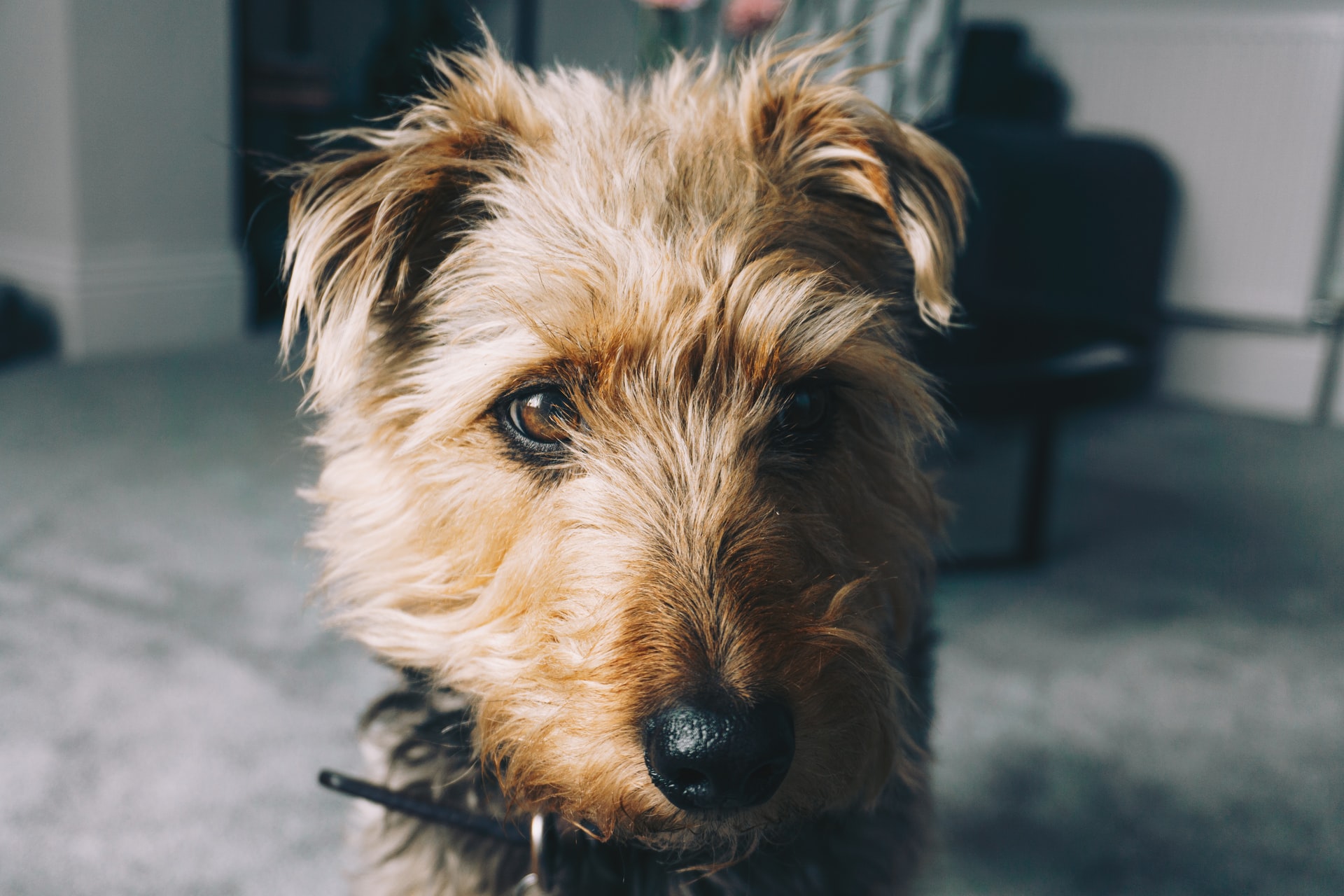 Welsh Terrier. Photo by Greg Trowman on Unsplash
