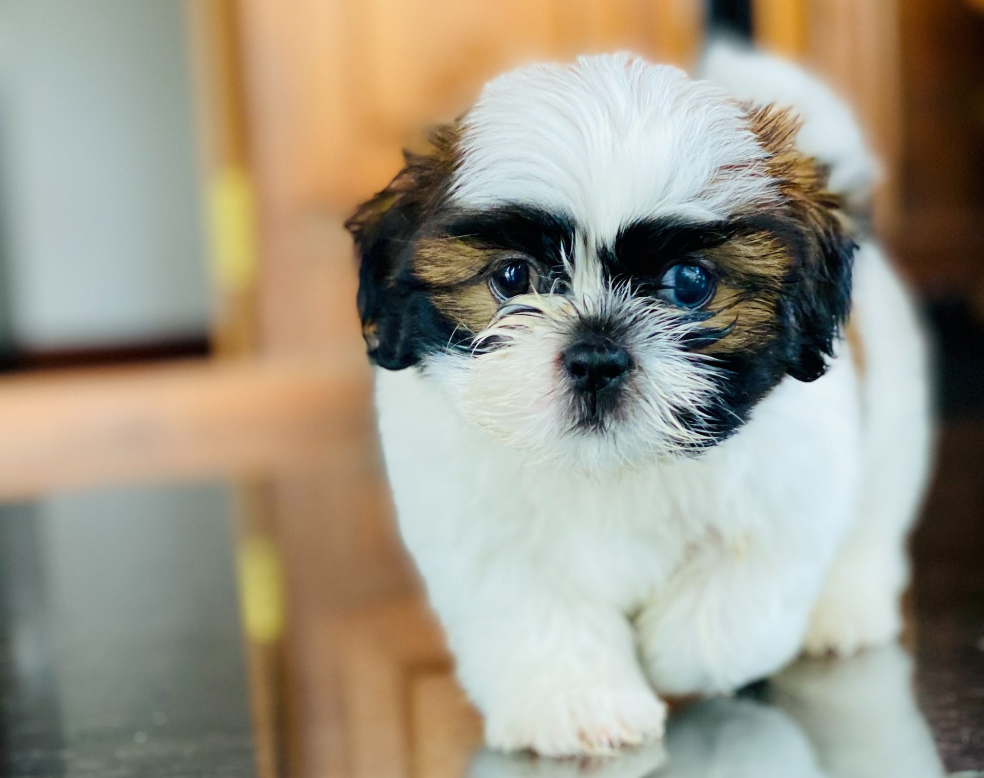 Shih Tzu. Photo by Varun Kumar on Unsplash