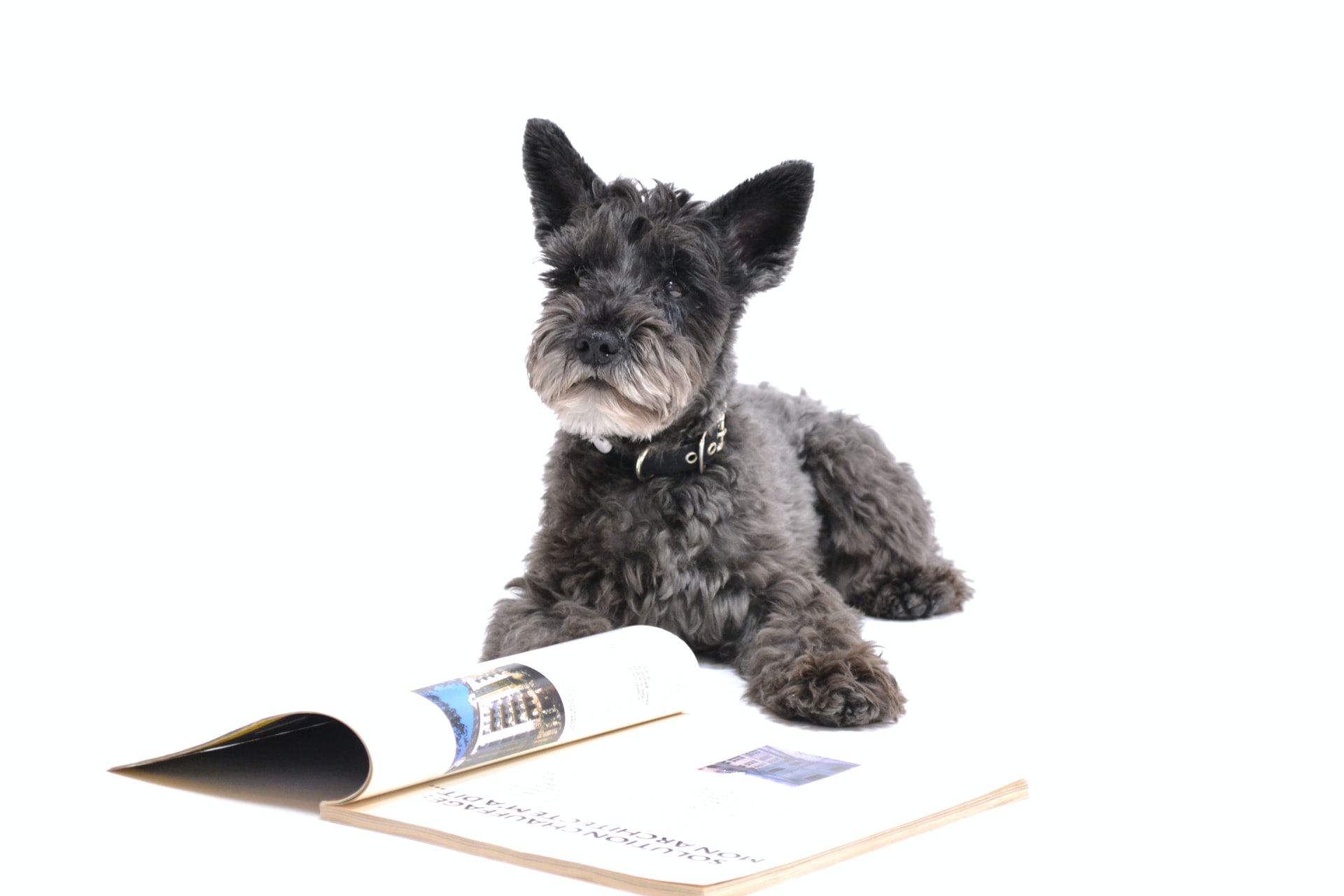 Cairn Terrier. Photo by Yan on Unsplash
