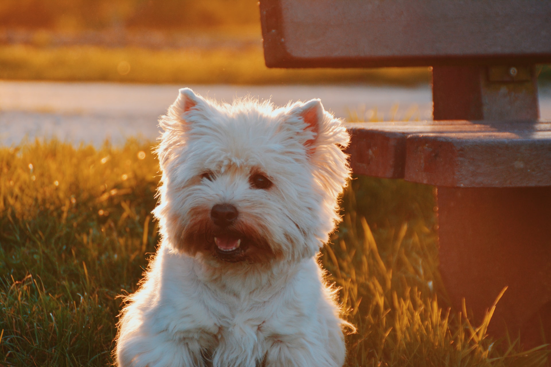 West Highland White Terrier. Photo by Zoe Ra on Unsplash