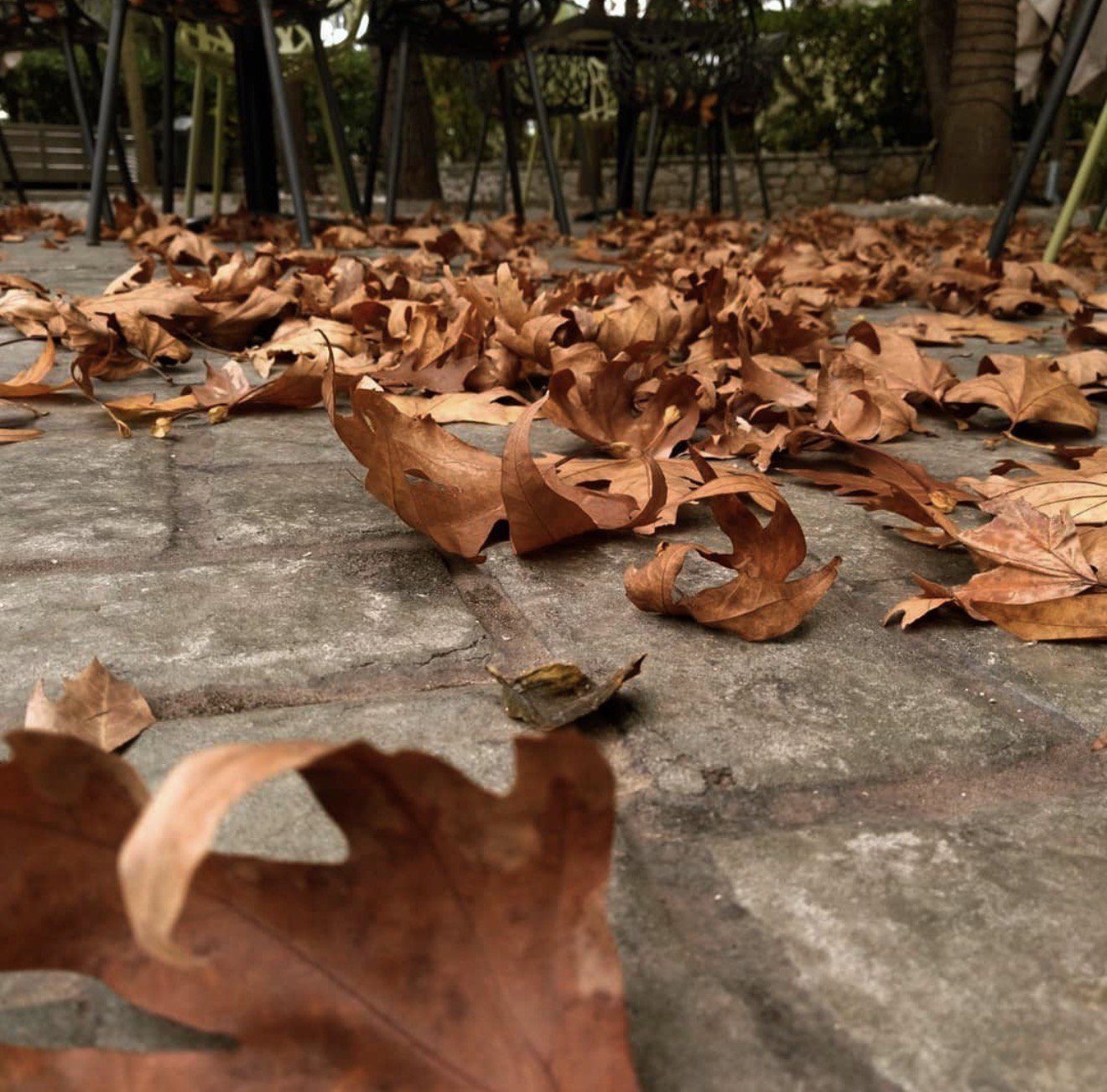 @bestfriends_thrakomakedones